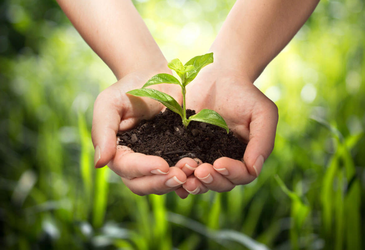 Leaf Cutting 